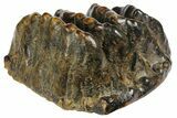 Partial, Fossil Stegodon Molar - Indonesia #156722-1